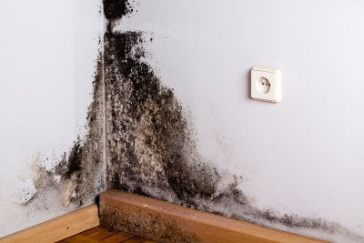 Black mold in basement 